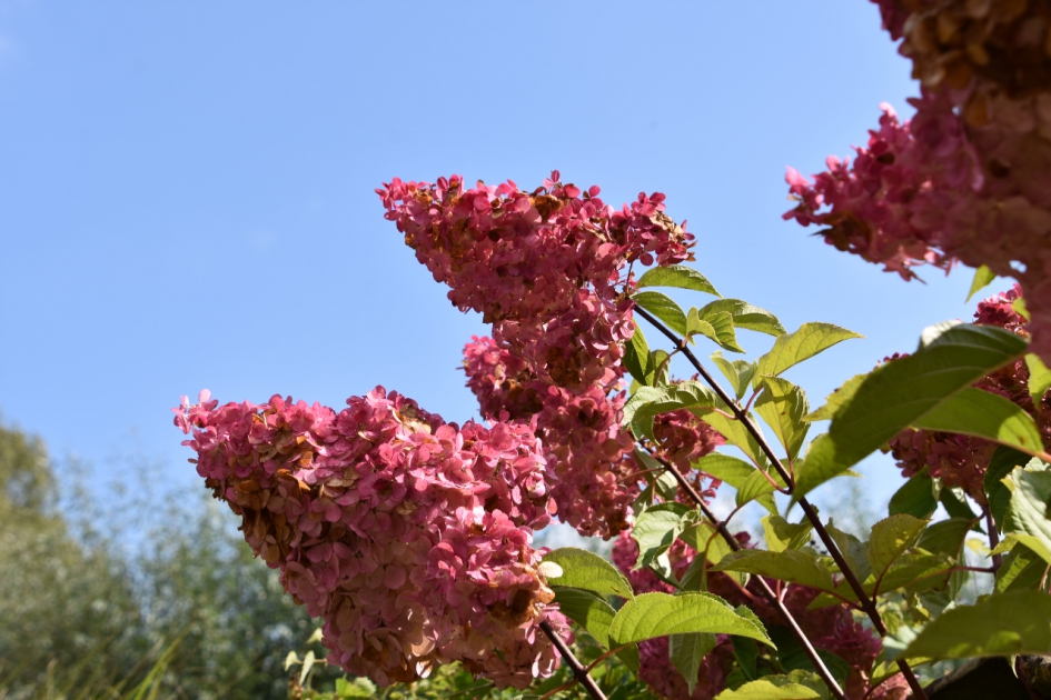 Nog steeds in bloei! - Planten - 
