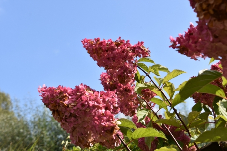 Nog steeds in bloei!