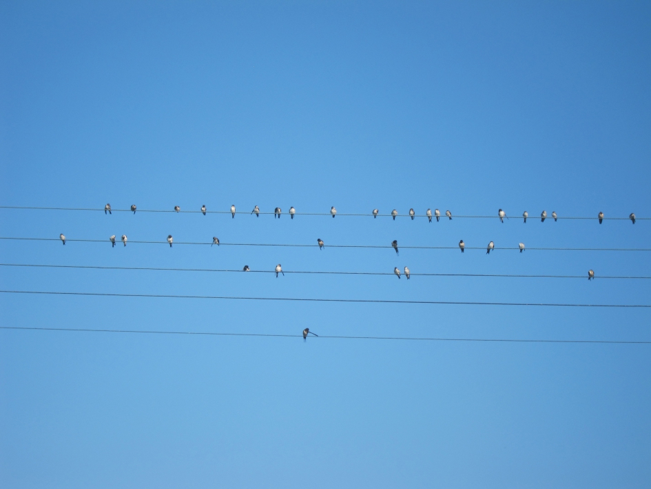 Noten op hun zang - Vogels - Boerenzwaluw