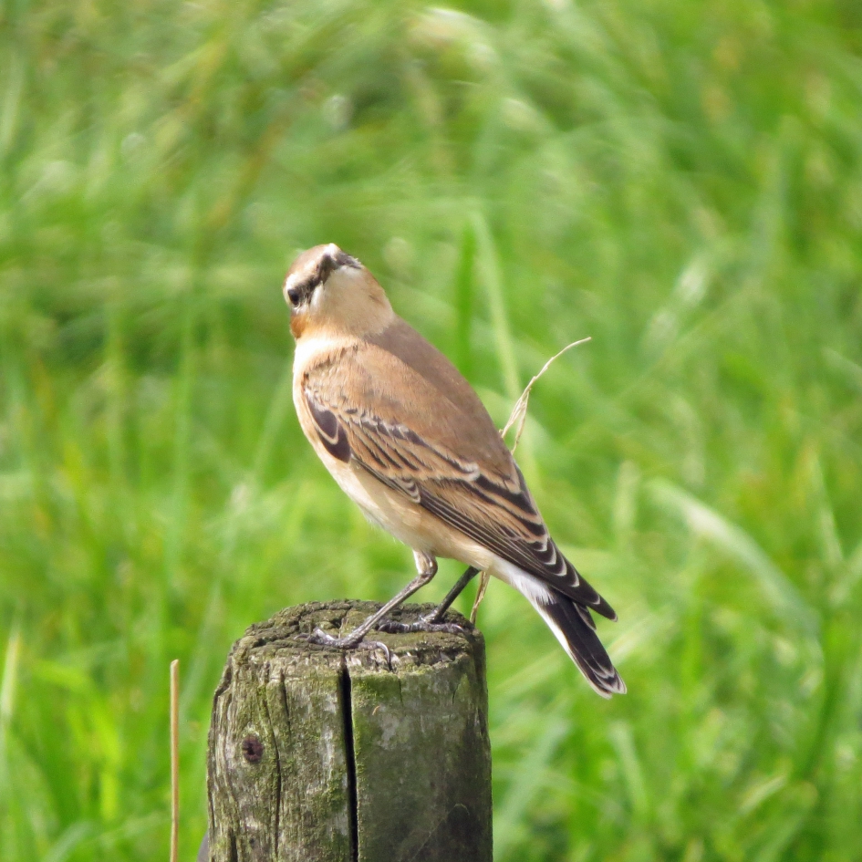 Olijke tapuit - Vogels - Tapuit