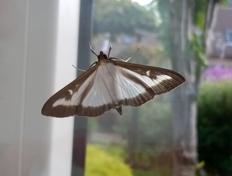 Onbekende nachtvlinder?