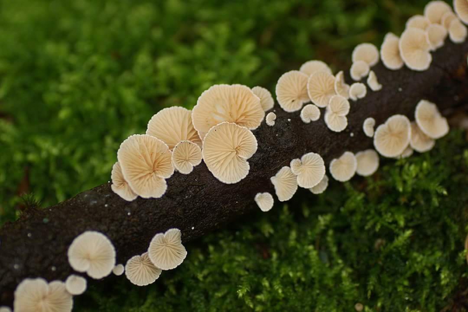 Onder aan de dode tak - Schimmels - Wit oorzwammetje