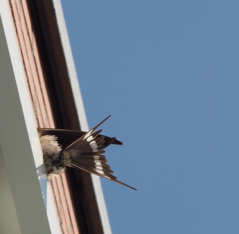 Onder de staart - Vogels - Zwaluw