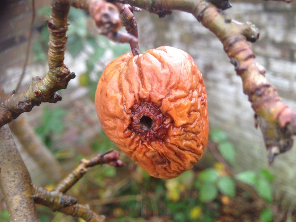 Oogappel - Planten - Appel