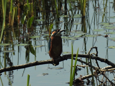 Ook dichtbij huis zitten IJsvogeltjes