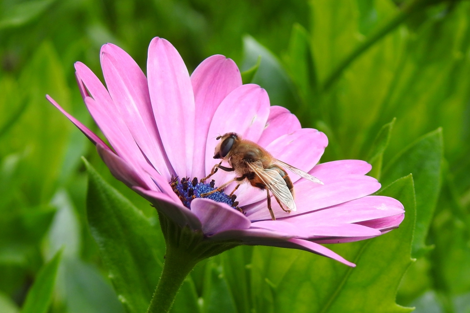 Op bezoek bij een Spaanse - Planten - Spaanse margriet