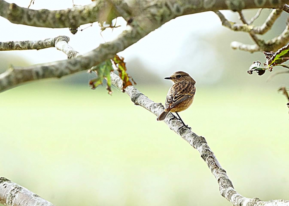 Op de tak - Vogels - Roodborsttapuit