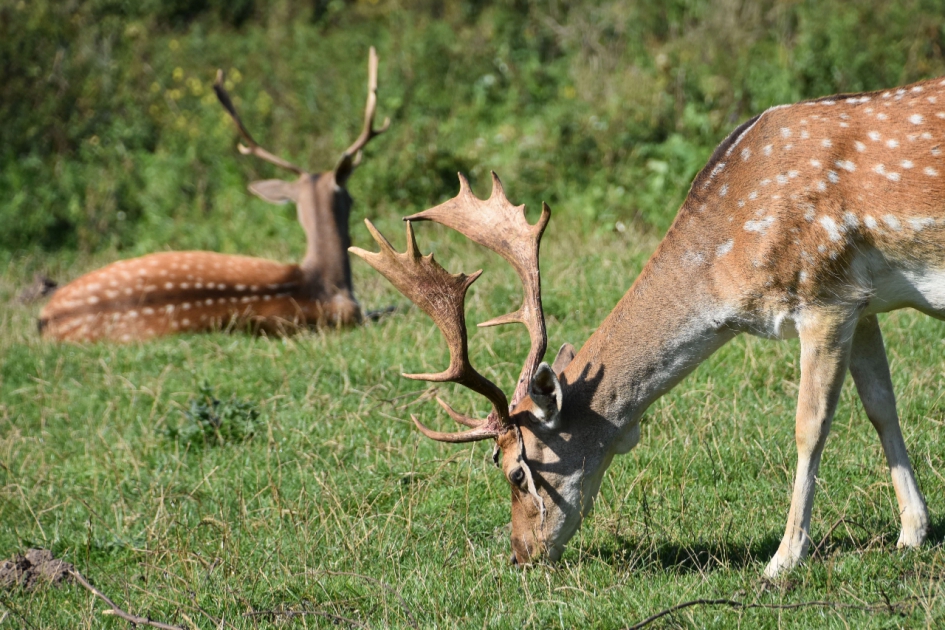 Op de uitkijk - Zoogdieren - 