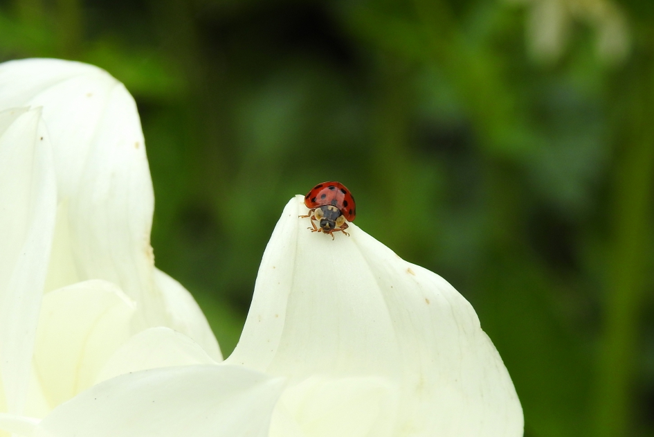 Op een bloemschots - Geleedpotigen - (Veelkleurig) aziatisch lieveheersbeestje