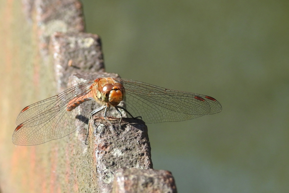 Op een muurtje - Geleedpotigen - Bruinrode heidelibel (met dank aan Jan voor de naam)