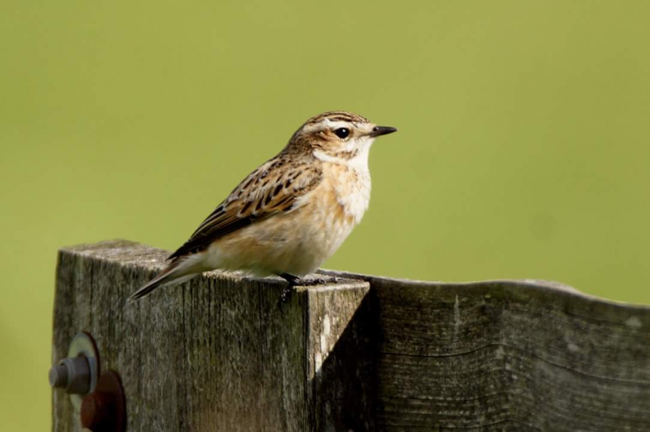 Op het damhek - Vogels - Paapje