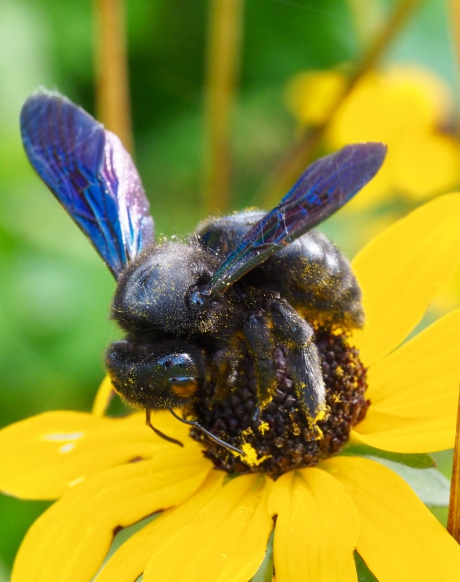 Opvallende verschijning