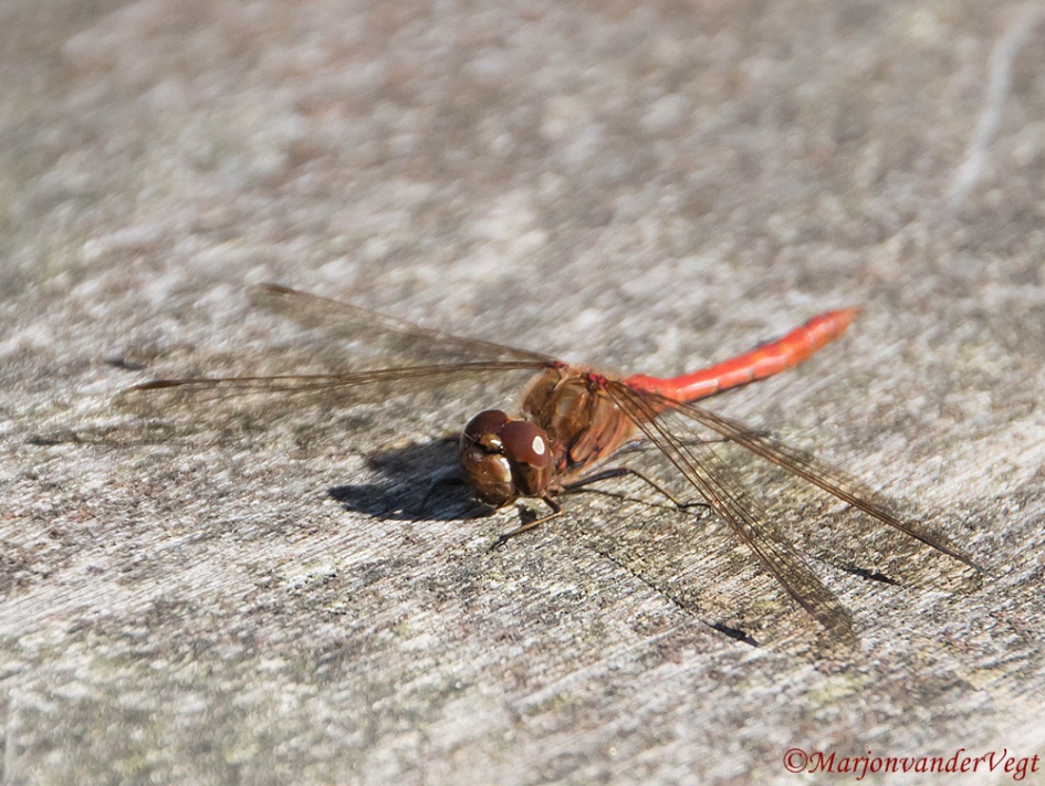 Opwarmen - Geleedpotigen - Libelle