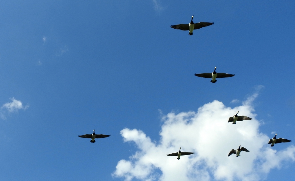 Overvliegende brandganzen - Vogels - Brandgans