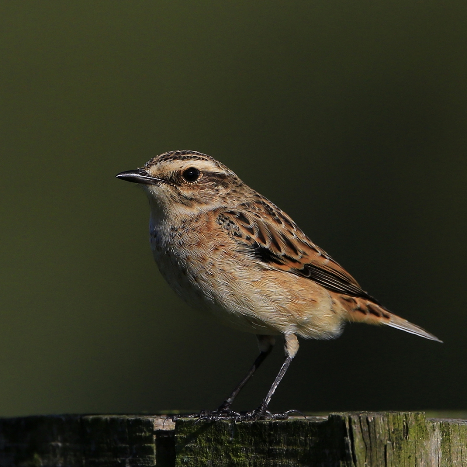 Paapje - Vogels - Paapje