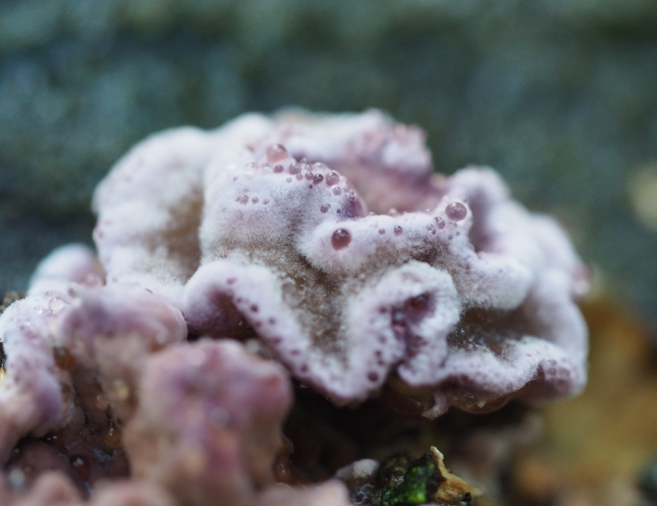 Paarse korstzwam - Schimmels - Paarse korstzwam