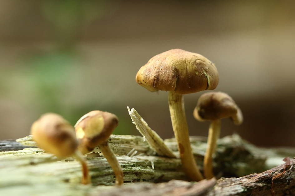 paddenstoel - Schimmels - 