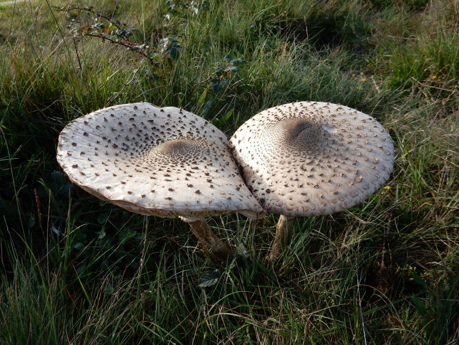Paddenstoel - Schimmels - Panterparasolzwam of Knolparasolzwam