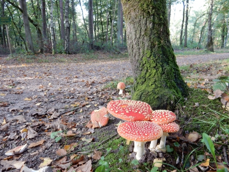 Paddenstoel Vliegenzwam