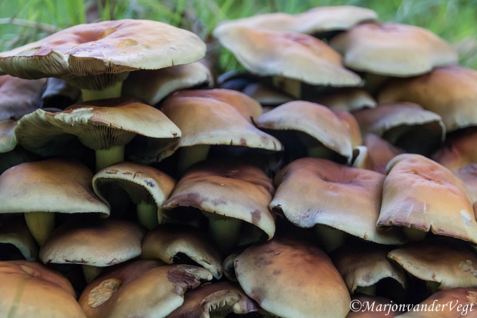 Paddenstoelen flat - Schimmels - Gewone zwavelkop