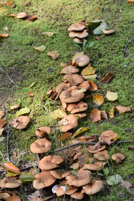 Paddenstoelen tussen het blad