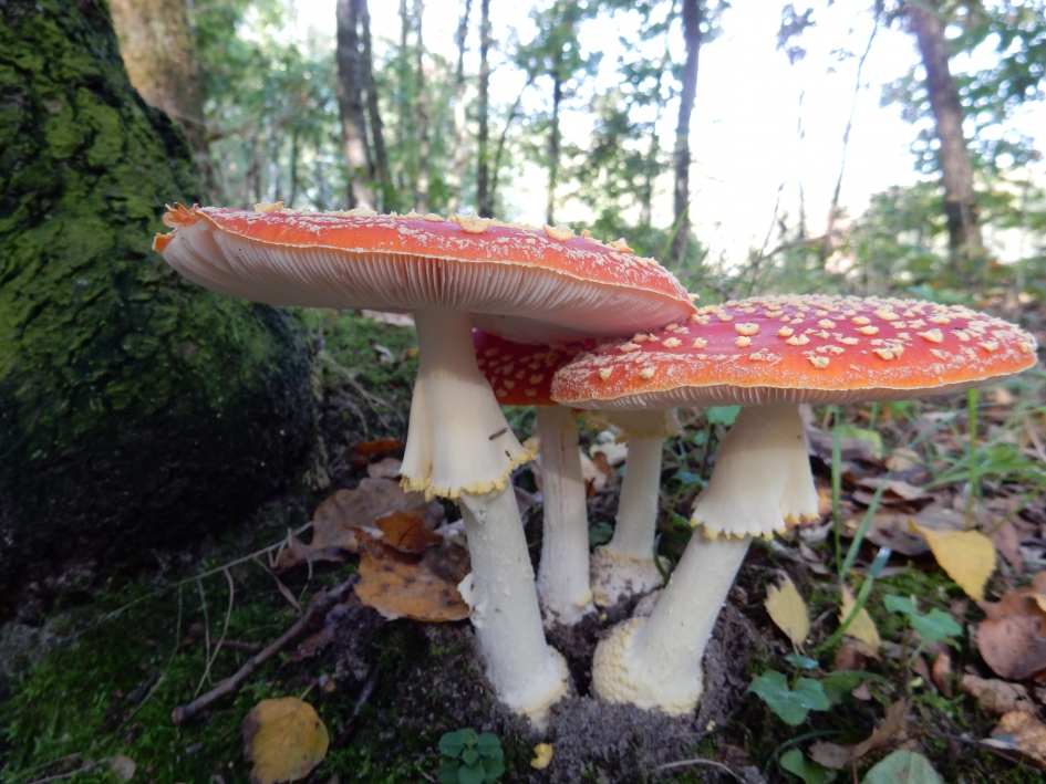 Paddestoel - Overig - paddenstoel