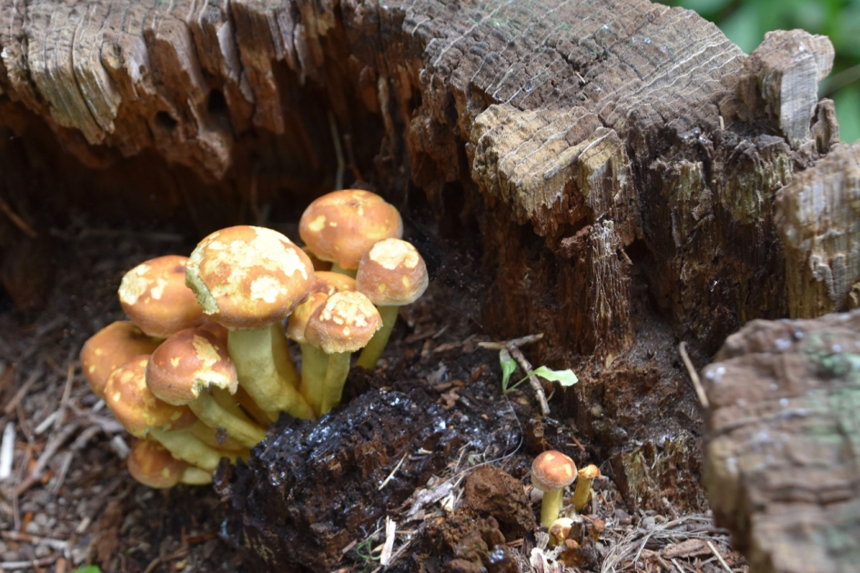 Paddestoeltjes in een boomstronk - Schimmels - 