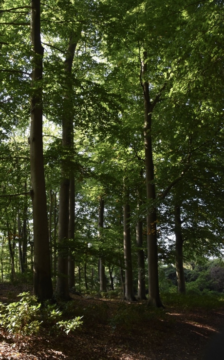 Park bij landgoed De Breul