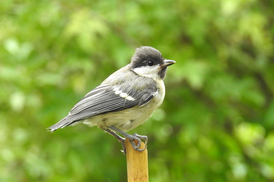 Pietje - Vogels - Koolmees