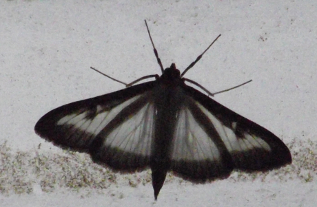 pijlstaart vlinder ?