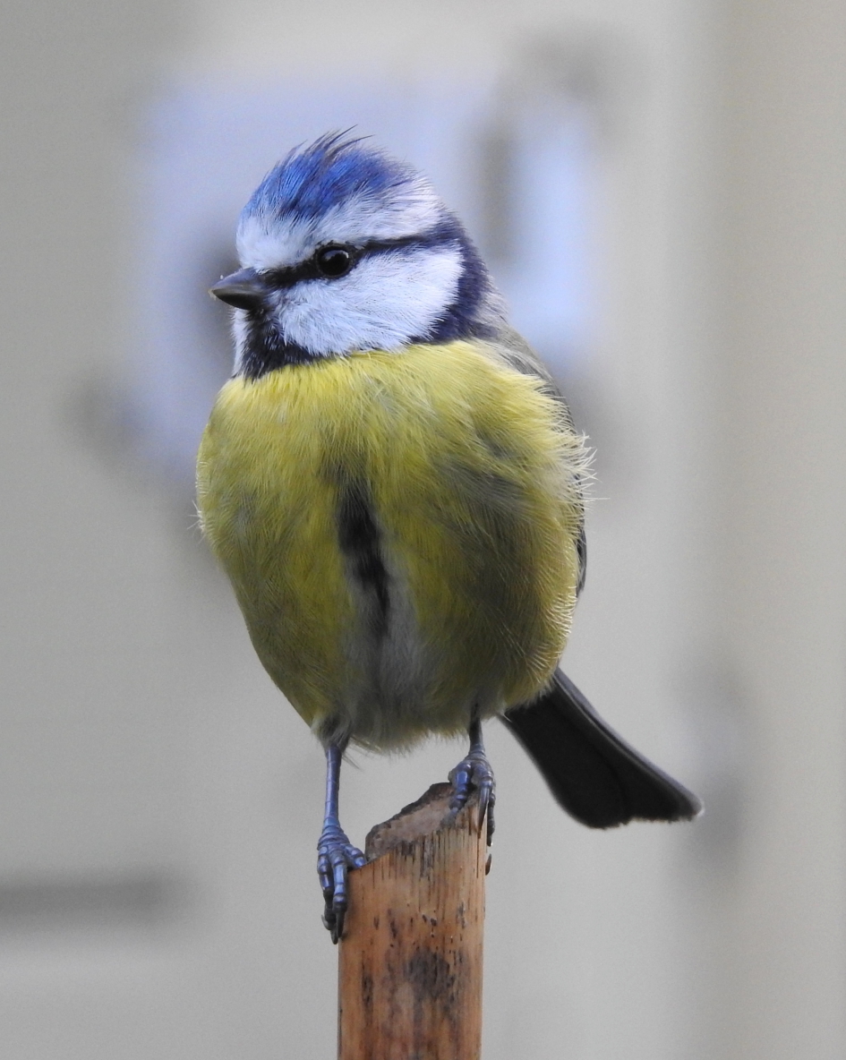 Pippeloentje - Vogels - Pimpelmees