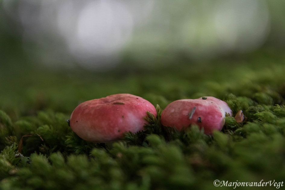 Pluchen Russula - Schimmels - Plunchen Russula