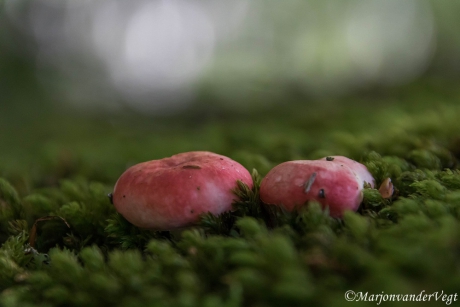Pluchen Russula