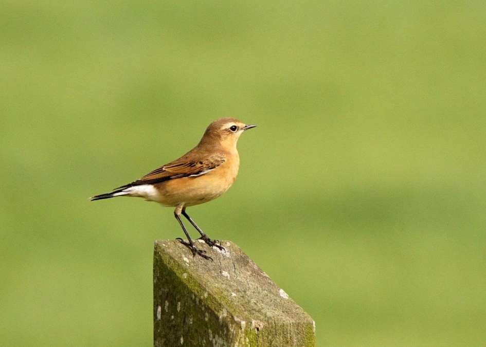 Pracht vogeltje - Vogels - Tapuit
