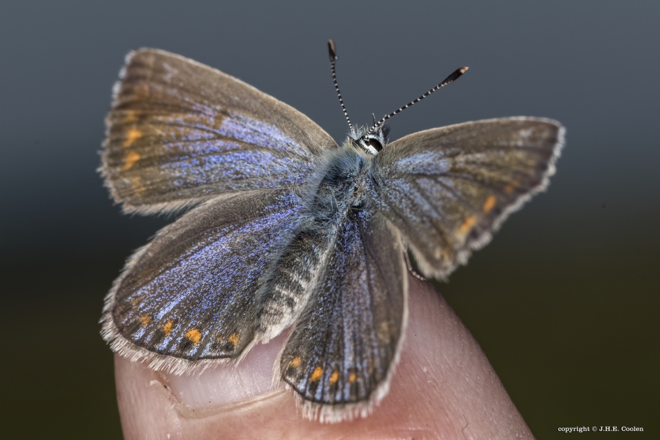 Prettig weekend - Geleedpotigen - Icurus blauwtje