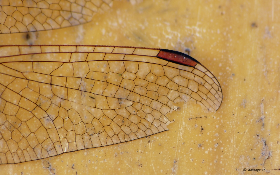 Pterostigma - Geleedpotigen - 