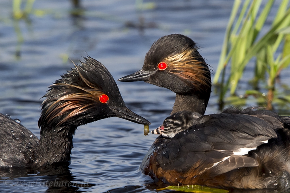 pulletje krijgt lekker hapje. - Vogels - geoorde fuut