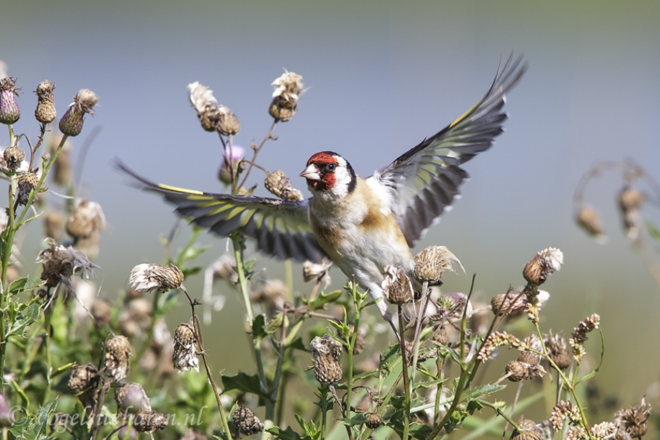 Raak. - Vogels - putter