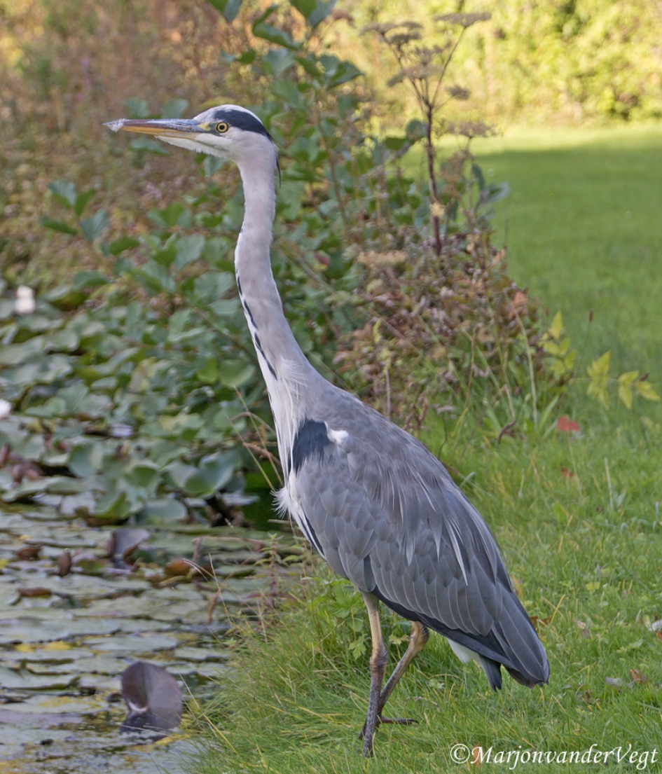 Reigert - Vogels - Reiger