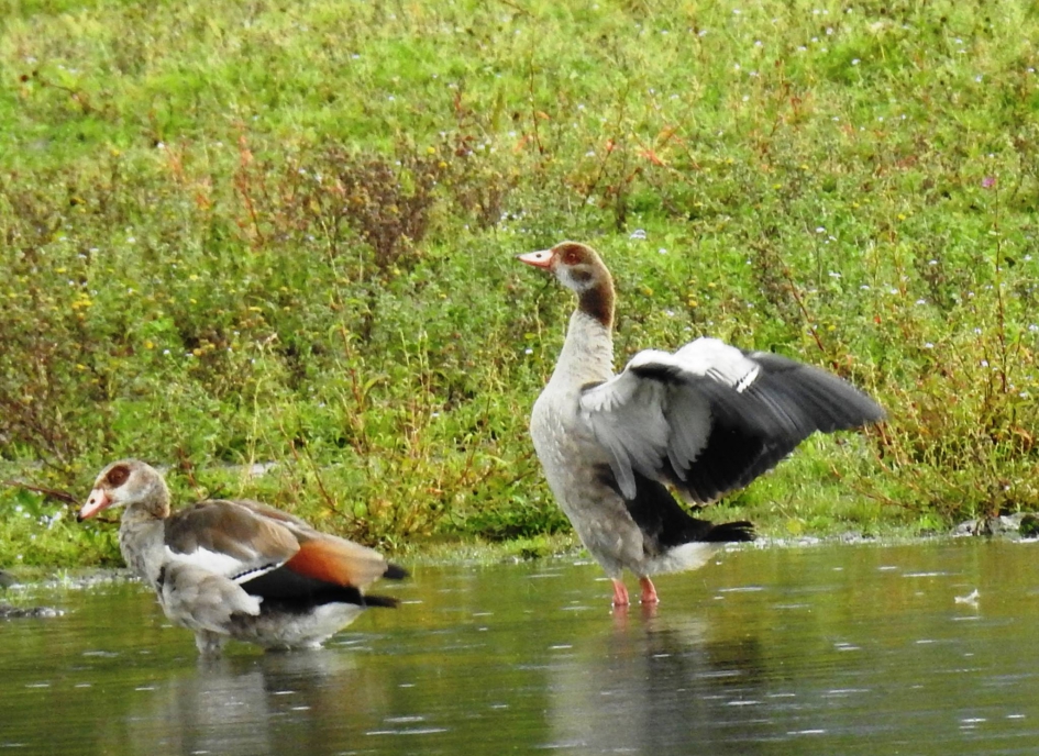 Rek- en strekoefeningen - Vogels - Nijlgans