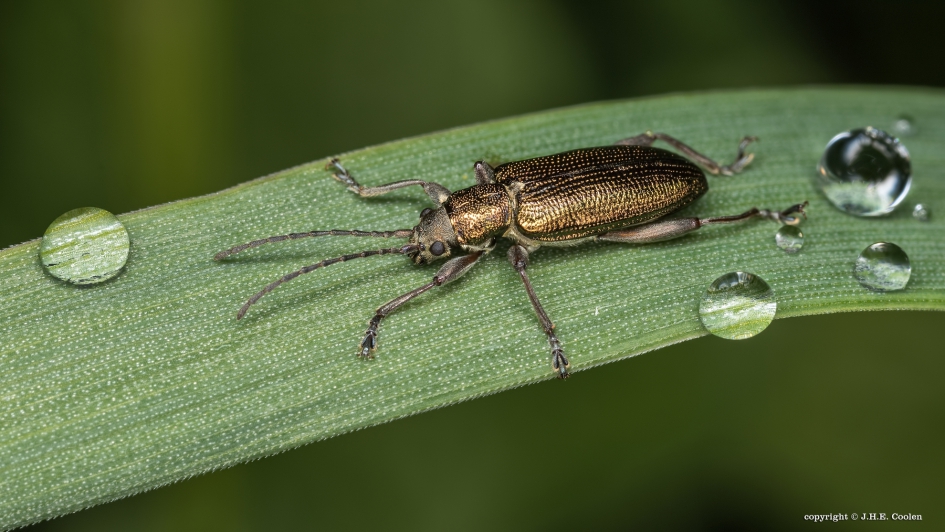 Rietkever - Geleedpotigen - Rietkever