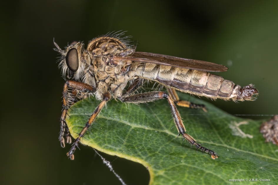 Ringpootroofvlieg - Geleedpotigen - Ringpootroofvlieg