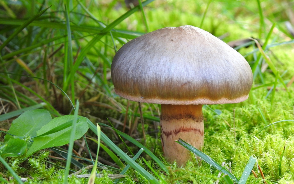 Robuust - Schimmels - 