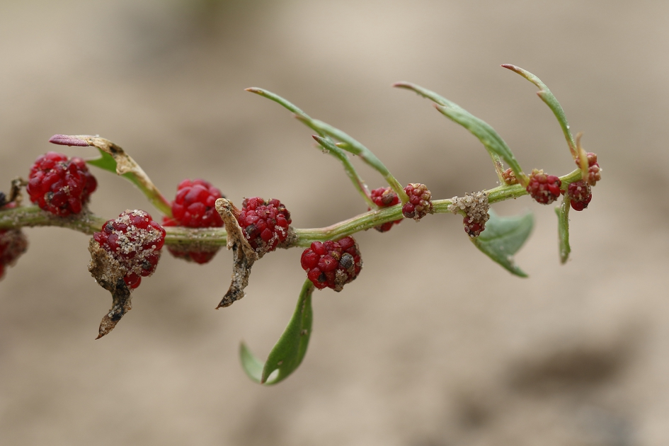 rode aardbeispinazie - Planten - 