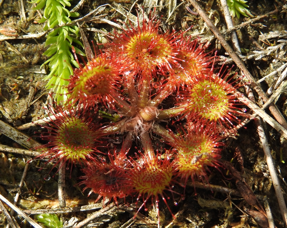 Ronde Zonnedauw - Planten - Ronde Zonnedauw