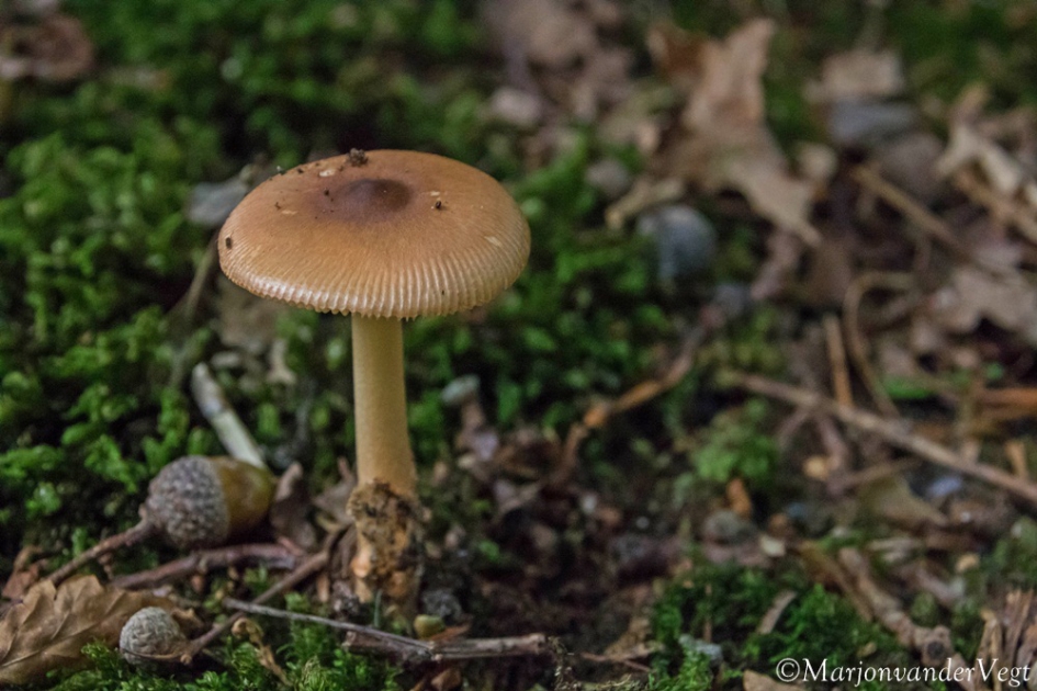 Roodbruine slanke amaniet - Schimmels - roodbruine slanke amaniet