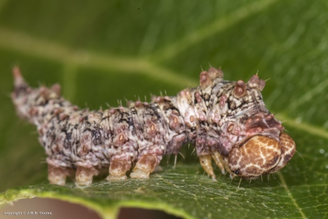 Rups bleke eenstaart