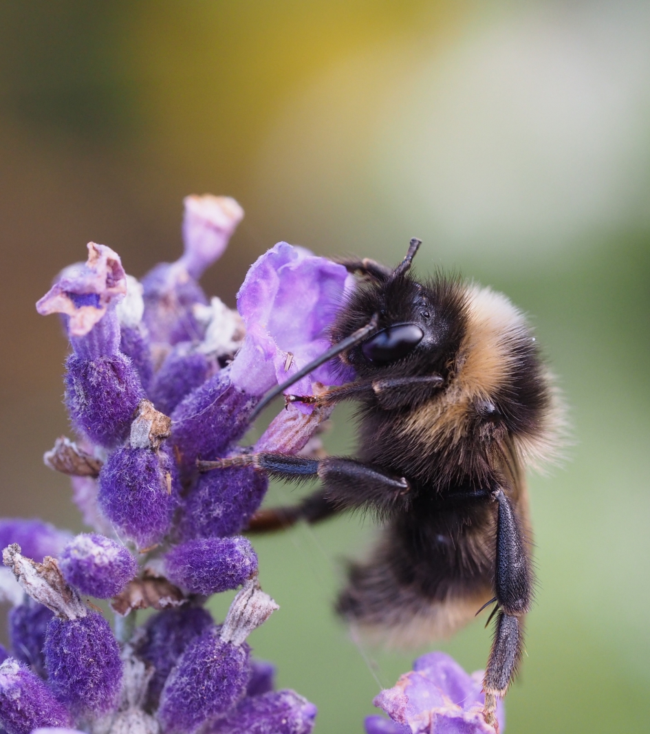 Rustig aan - Geleedpotigen - Akkerhommel?