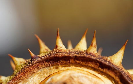 Ruwe bolster blanke pit