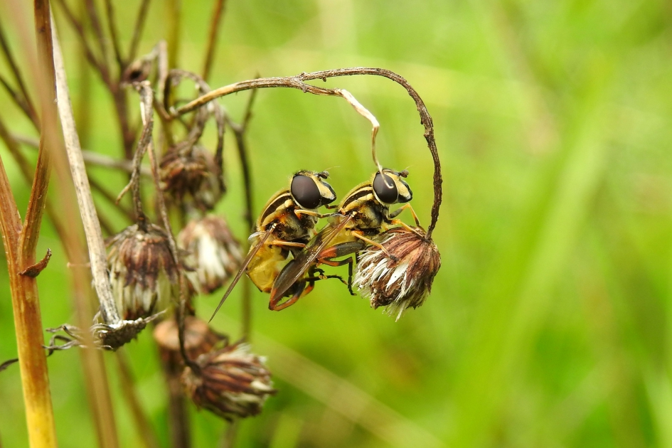 Samen in pyama - Geleedpotigen - Gewone pendelzweefvlieg